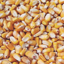 Corn