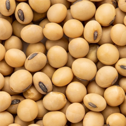 Soybean meal