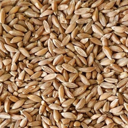 Wheat
